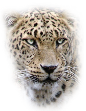 Leopard PNG-14829